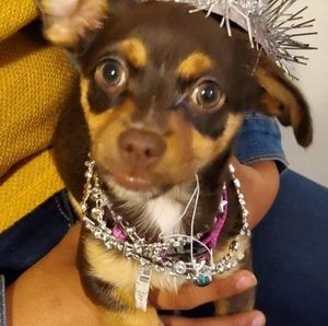 Meet your Posher, Ortuno